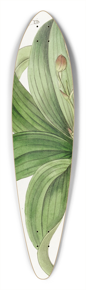 Sydenham Edwards - Brown-flowered Trichocentrum 39.3 inch art pintail longboard deck