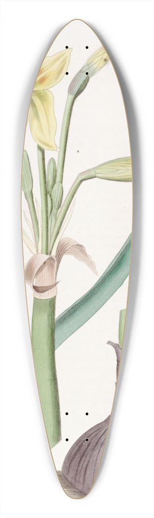 Sydenham Edwards - Captain Bagnolds Habranthus 39.3 inch art pintail longboard deck