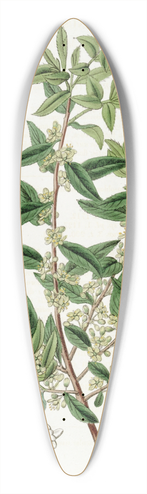 Sydenham Edwards - Chilian Mayten 39.3 inch art pintail longboard deck