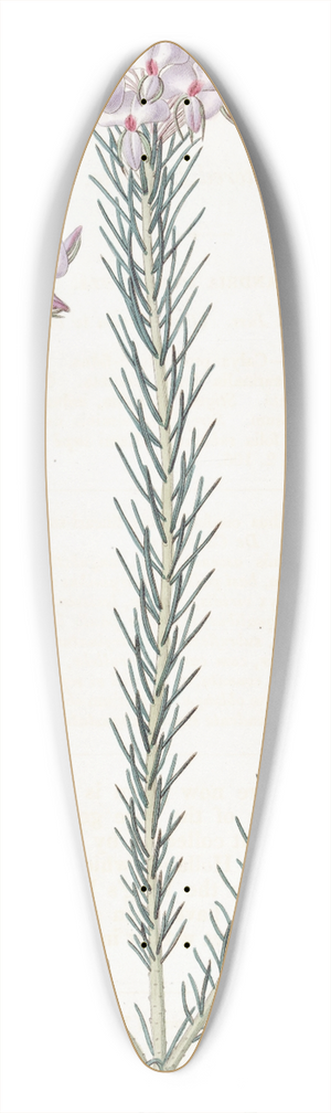 Sydenham Edwards - Clustered Burtonia 39.3 inch art pintail longboard deck