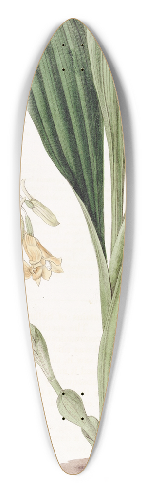 Sydenham Edwards - Clustered Calanthe 39.3 inch art pintail longboard deck