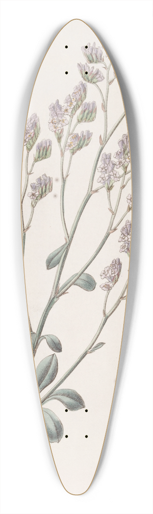 Sydenham Edwards - Comb-flowered Sea Lavender 39.3 inch art pintail longboard deck