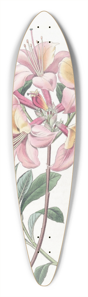 Sydenham Edwards - Copper-coloured Highclere Azalea 39.3 inch art pintail longboard deck