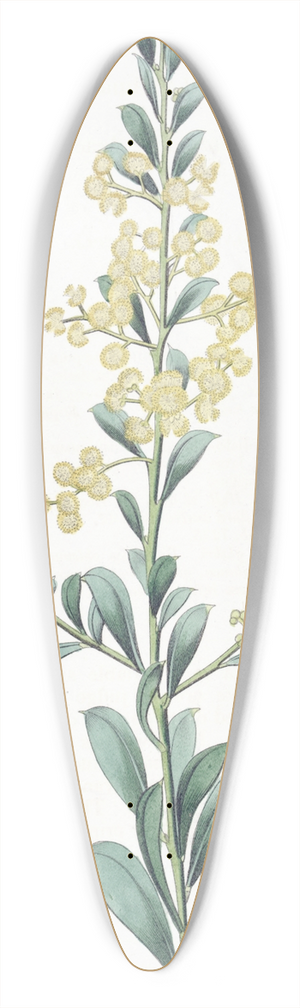 Sydenham Edwards - Crescent-leaved Acacia 39.3 inch art pintail longboard deck
