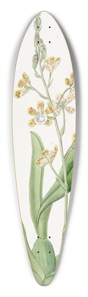 Sydenham Edwards - Crescent-lipped Oncidium 39.3 inch art pintail longboard deck