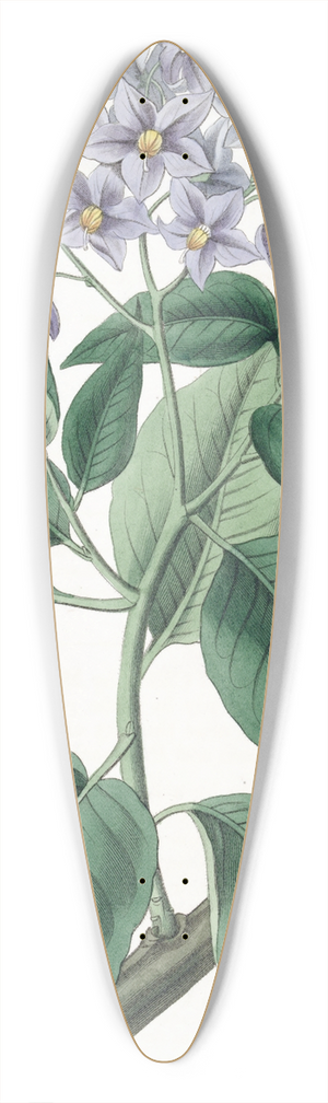 Sydenham Edwards - Crimped-leaved Solanum 39.3 inch art pintail longboard deck