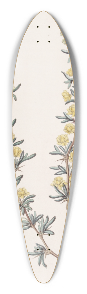 Sydenham Edwards - Crowberry-leaved Berberry 39.3 inch art pintail longboard deck