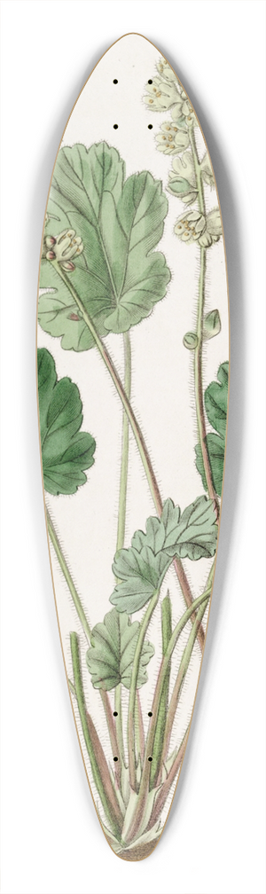 Sydenham Edwards - Cylindrical Heuchera 39.3 inch art pintail longboard deck