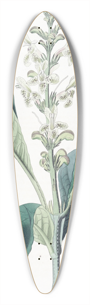 Sydenham Edwards - Dotted-flowered Justicia 39.3 inch art pintail longboard deck