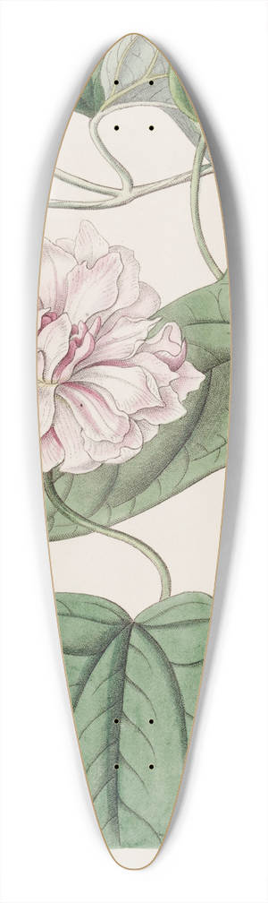 Sydenham Edwards - Downy Bindweed 39.3 inch art pintail longboard deck