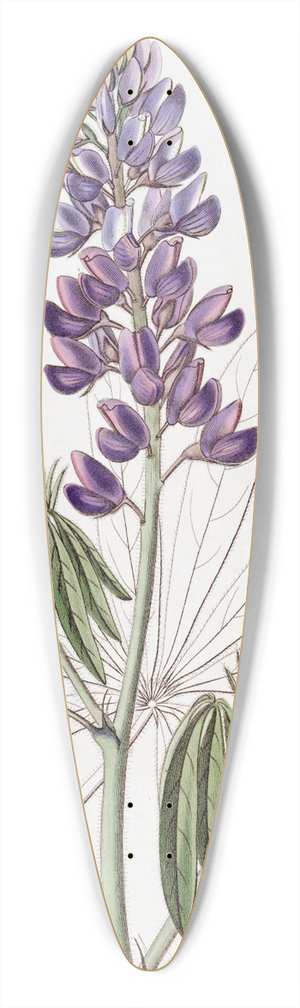 Sydenham Edwards - Drooping-leaved Lupine 39.3 inch art pintail longboard deck