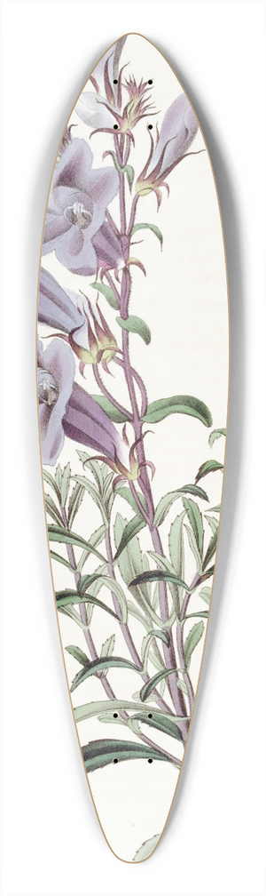 Sydenham Edwards - Dr. Scoulers Pentstemon 39.3 inch art pintail longboard deck