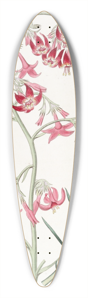 Sydenham Edwards - Elegant Ipomopsis 39.3 inch art pintail longboard deck