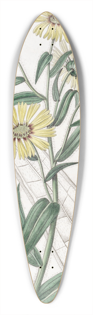 Sydenham Edwards - Elegant Madia 39.3 inch art pintail longboard deck