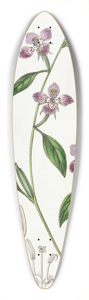 Sydenham Edwards - Entire-petalled Clarkia 39.3 inch art pintail longboard deck
