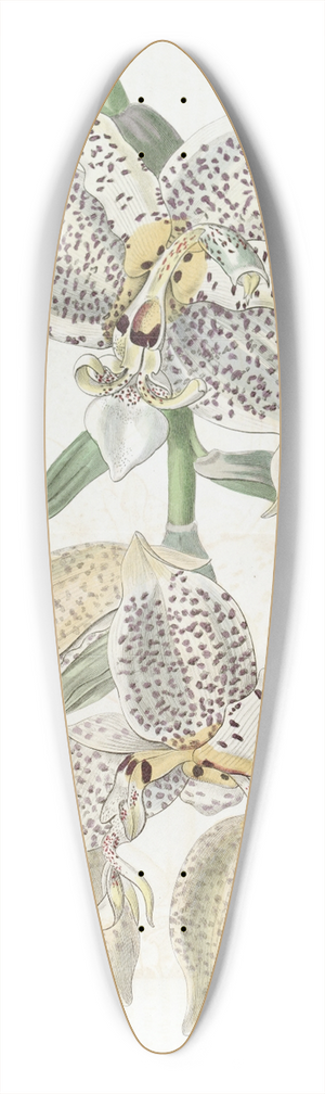 Sydenham Edwards - Eyed Stanhopea 39.3 inch art pintail longboard deck