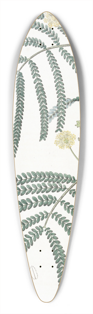 Sydenham Edwards - Fern-leaved Acacia 39.3 inch art pintail longboard deck