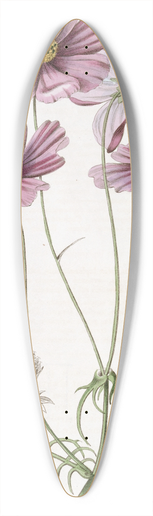 Sydenham Edwards - Fine-leaved Cosmus 39.3 inch art pintail longboard deck