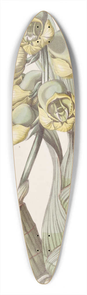 Sydenham Edwards - Flat-headed Catasetum 39.3 inch art pintail longboard deck
