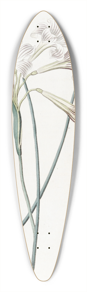 Sydenham Edwards - Fragrant Sisyrinchium 39.3 inch art pintail longboard deck