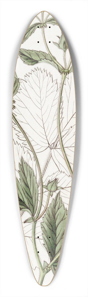 Sydenham Edwards - Glandular Cinquefoil 39.3 inch art pintail longboard deck