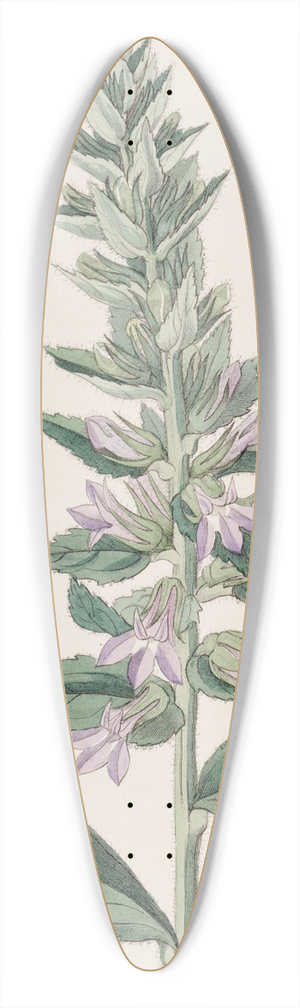 Sydenham Edwards - Glandular Lobelia 39.3 inch art pintail longboard deck