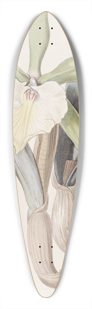 Sydenham Edwards - Glaucous Brasavola 39.3 inch art pintail longboard deck