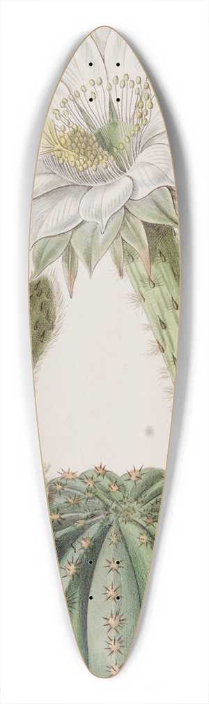 Sydenham Edwards - Glaucous Sweet-scented Porcupine Cactus 39.3 inch art pintail longboard deck
