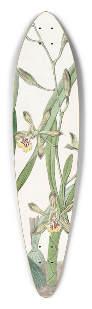 Sydenham Edwards - Graceful Epidendrum 39.3 inch art pintail longboard deck