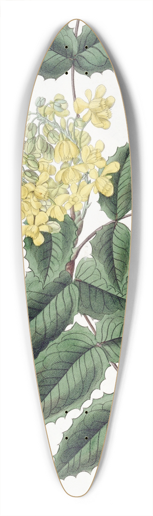 Sydenham Edwards - Holly-leaved Berberry 39.3 inch art pintail longboard deck