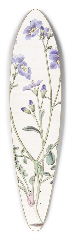 Sydenham Edwards - Humble Greek Valerian 39.3 inch art pintail longboard deck