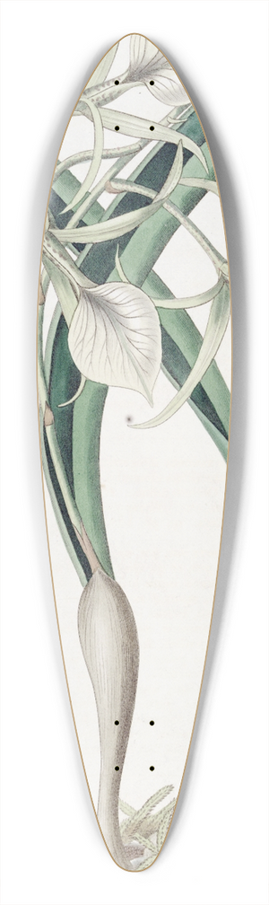 Sydenham Edwards - Knotty Brasavola 39.3 inch art pintail longboard deck