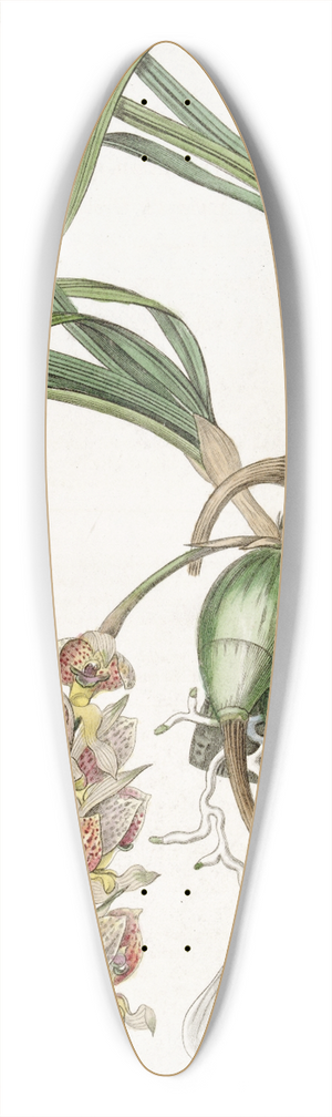 Sydenham Edwards - Lady Amhersts Grobya 39.3 inch art pintail longboard deck
