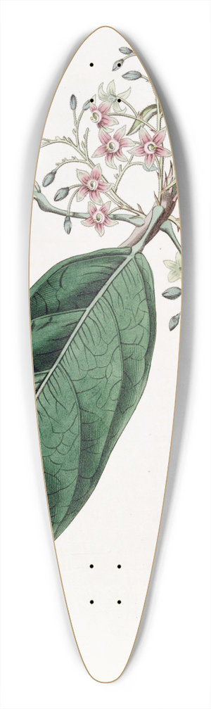 Sydenham Edwards - Lanceolate Sterculia 39.3 inch art pintail longboard deck