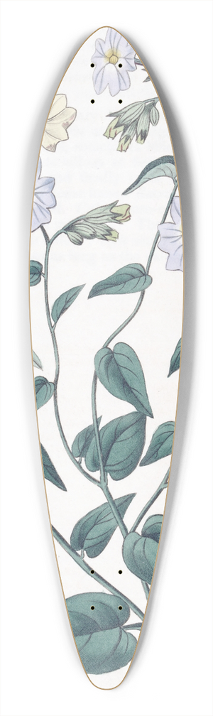 Sydenham Edwards - Large-flowered Browallia 39.3 inch art pintail longboard deck