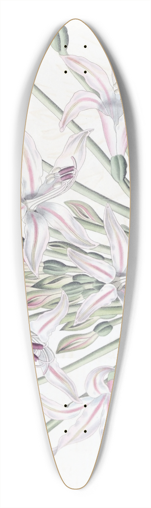 Sydenham Edwards - Large-flowered Brunsvigia 39.3 inch art pintail longboard deck