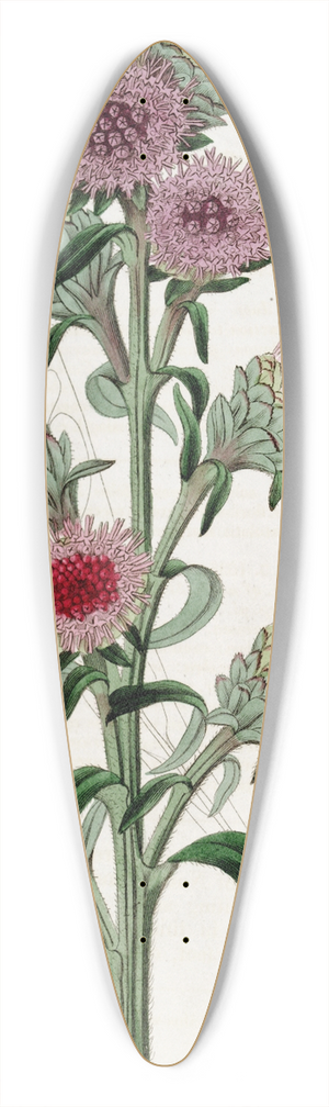 Sydenham Edwards - Large-flowered Liatris 39.3 inch art pintail longboard deck