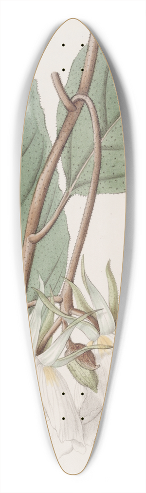 Sydenham Edwards - Large-flowered Trochetia 39.3 inch art pintail longboard deck