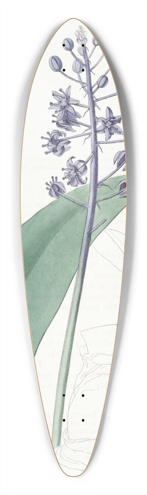 Sydenham Edwards - Lead-coloured Scilla 39.3 inch art pintail longboard deck