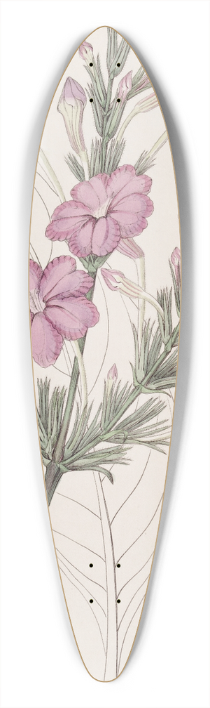Sydenham Edwards - Lilac-flowered Ruellia. 39.3 inch art pintail longboard deck