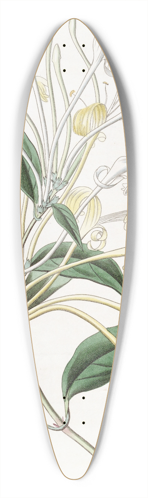 Sydenham Edwards - Long-flowered Honeysuckle 39.3 inch art pintail longboard deck