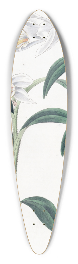 Sydenham Edwards - Long-horned Dendrobium 39.3 inch art pintail longboard deck