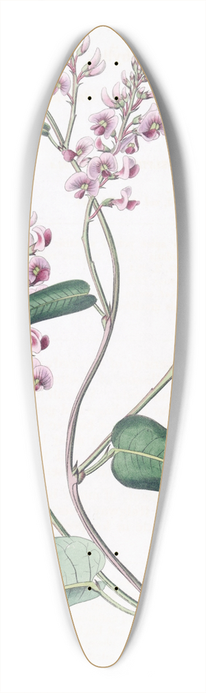 Sydenham Edwards - Long-racemed variety of the One-leaved Kennedya 39.3 inch art pintail longboard deck