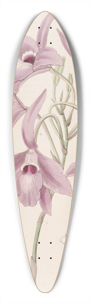 Sydenham Edwards - Long-stalked Laelia 39.3 inch art pintail longboard deck