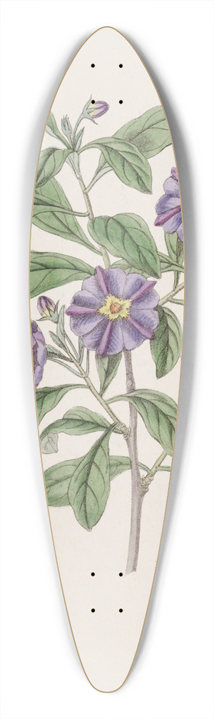 Sydenham Edwards - Lycium-like Solanum 39.3 inch art pintail longboard deck
