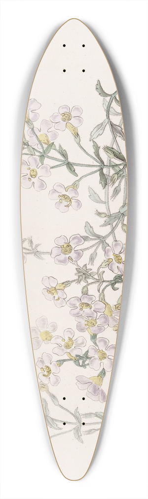 Sydenham Edwards - Many-flowered Chaenostome 39.3 inch art pintail longboard deck