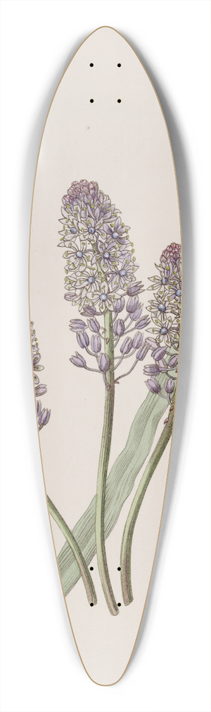 Sydenham Edwards - Meadow Squill 39.3 inch art pintail longboard deck