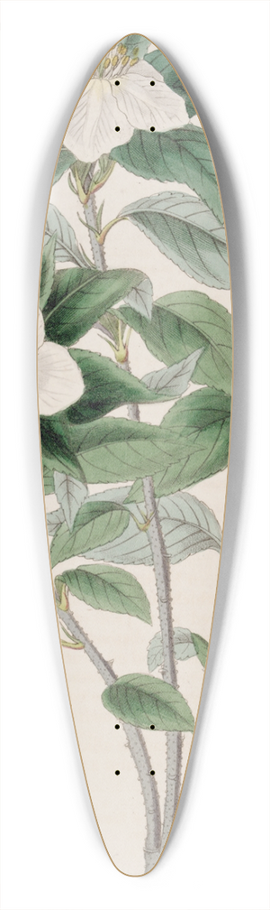 Sydenham Edwards - Medlar-like Lindleya 39.3 inch art pintail longboard deck