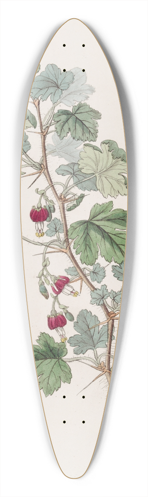 Sydenham Edwards - Menzies Gooseberry 39.3 inch art pintail longboard deck