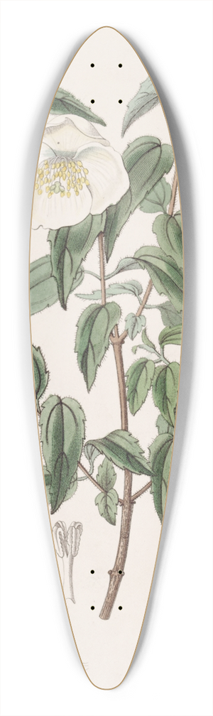 Sydenham Edwards - Mexican Syringa 39.3 inch art pintail longboard deck